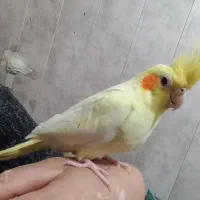 فروش  عروس هلندی نر