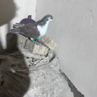 کفتر رنگه|پرنده|مشهد, شهید قربانی|دیوار