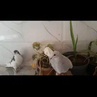 کفترنروماده ذاشت شهری|پرنده|فسا, |دیوار