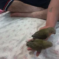 کوتوله دستی