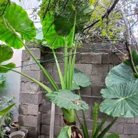 فروش گل بابا آدم|گل و گیاه طبیعی|سنگر, |دیوار