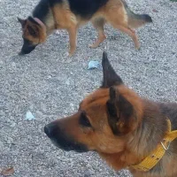 سگ ژرمن اصل