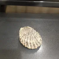 فسیل چند هزار ساله