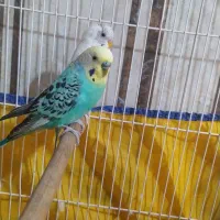 مرغ عشق جفت