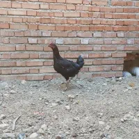 مرغ اصل روستا