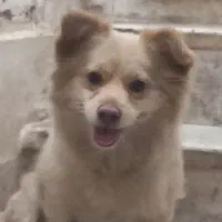 سگ پاکوتاه اشپیتز پامر|سگ|بم, |دیوار