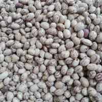 فروش خرده و عمده لوبیا چیتی درجه یک و یک دست