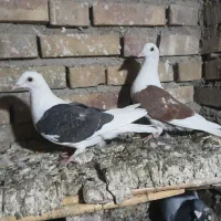 سه تا کبوترناجلد|پرنده|گنبد کاووس, |دیوار