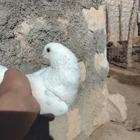 ماده کبوتر شرطی پرشی|پرنده|کوهدشت, |دیوار