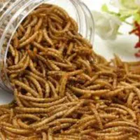 فروش میلورم خشک عمده|خزنده|قلعه قاضی, |دیوار