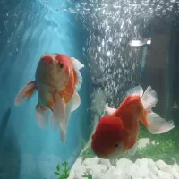 یک جفت ماهی گلد فیش