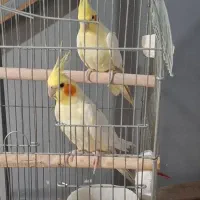 عروس هلندی لوتینو تاج بلند