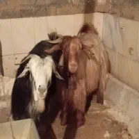 اصل بزنه چونه الکی