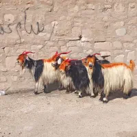 سرهم دونه ۶۵۰۰|حیوانات مزرعه|مسجد سلیمان, |دیوار