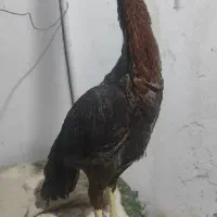 مرغ لاری - جوجه بلدرچین کوهی - جوجه بوقلمون|حیوانات مزرعه|اصفهان, ستار|دیوار