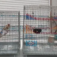 سهره متولد قفس