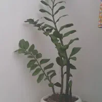 زاموفیلیا سبز