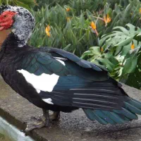 اردک اسرائیلی نر و ماده