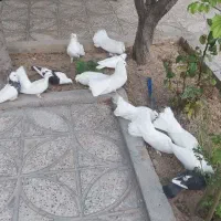 کبوتر چتری سفید بدون غلط کاکلی|پرنده|تیران, |دیوار