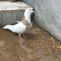 ماده طوقی زرد خال سیاه