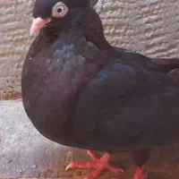 کبوتر زاغ آبادانی|پرنده|اهواز, کوی رمضان|دیوار