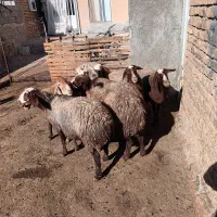 گوسفند داشتی|حیوانات مزرعه|هرسین, |دیوار