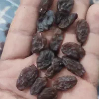 کشمش بدونه هسته درجه یک|خوردنی و آشامیدنی|اسدآباد, |دیوار