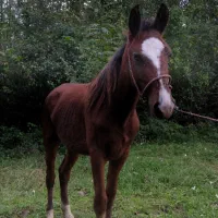 اسب کره 2سال آرام|اسب و تجهیزات اسبسواری|لنگرود, |دیوار