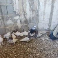 کبوتر|پرنده|اسکو, |دیوار