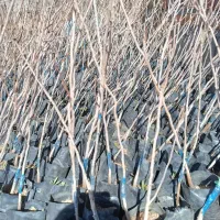 کشت بافت و اصلاح شده|خدمات باغبانی و درختکاری|سیرجان, |دیوار