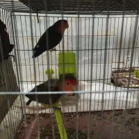 یک جفت کوتوله|پرنده|میبد, |دیوار