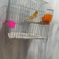 قناری ماده بشرط