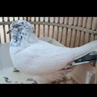 یک جفت کبوتر