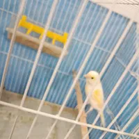 قناری|پرنده|تربت‌حیدریه, پائین ولایت|دیوار