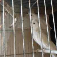 جفت عروس هلندی البینو