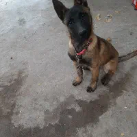 توله مالینویز ۳ماهه ماده|سگ|مهریز, |دیوار