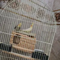 عروس هلندی