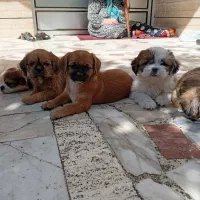 پاکوتای خرسی|سگ|گنبد کاووس, |دیوار