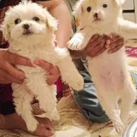 سگ خارجی|سگ|حاجی آباد, |دیوار