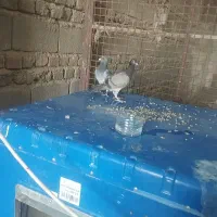 کفتر سبز مگس