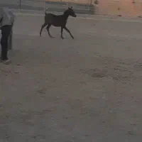 کره نر