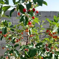 باغ ویلا در وایقان|فروش زمین و ملک کلنگی|شبستر, |دیوار