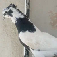 کبوتر شاپر