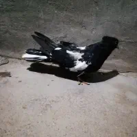 6تا کبوتر ماده|پرنده|مسجد سلیمان, |دیوار