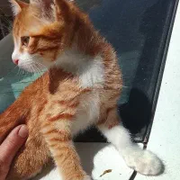 گربه خوش رنگ و بازیگوش