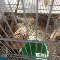 پرنده سرای امامی|پرنده|اصفهان, اصفهانک|دیوار