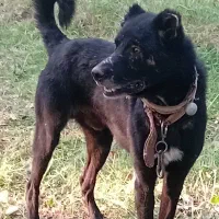 ماده افغان وطوله