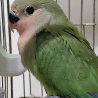 خانواده طوطی برزیلی (جفت+۴جوجه+تخم جدید)|پرنده|تهران, طرشت|دیوار