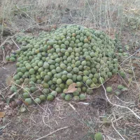 باغ ۱۵۰۰متری ثمردار|فروش دفتر صنعتی، کشاورزی، تجاری|دهگلان, |دیوار