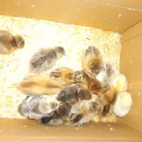 جوجه مرغ و خروس. بلدرچین خروس لاری|حیوانات مزرعه|خرمآباد, |دیوار